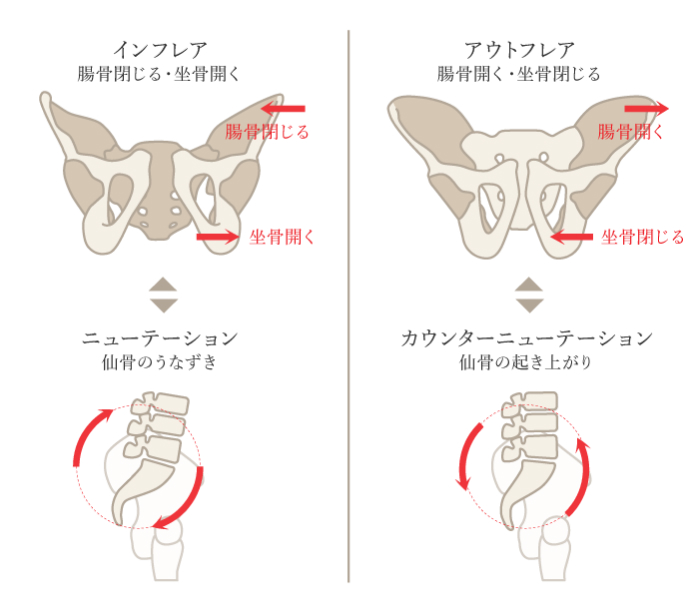 骨盤の仙腸関節から痛みがでる