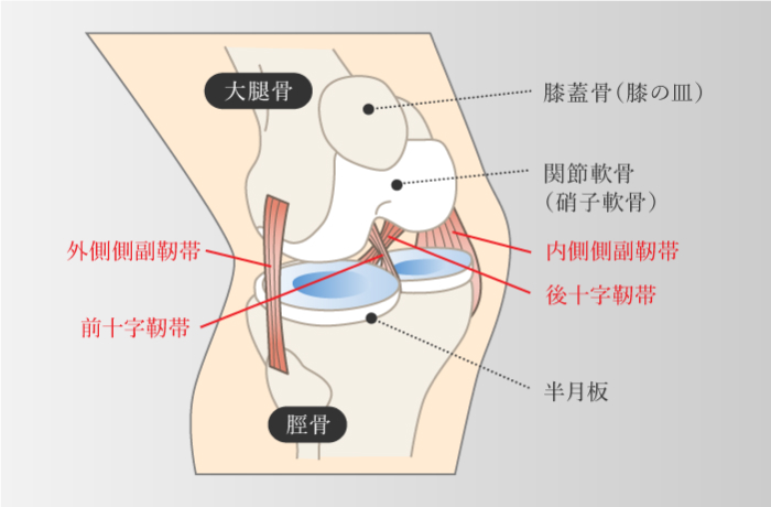膝の靭帯損傷